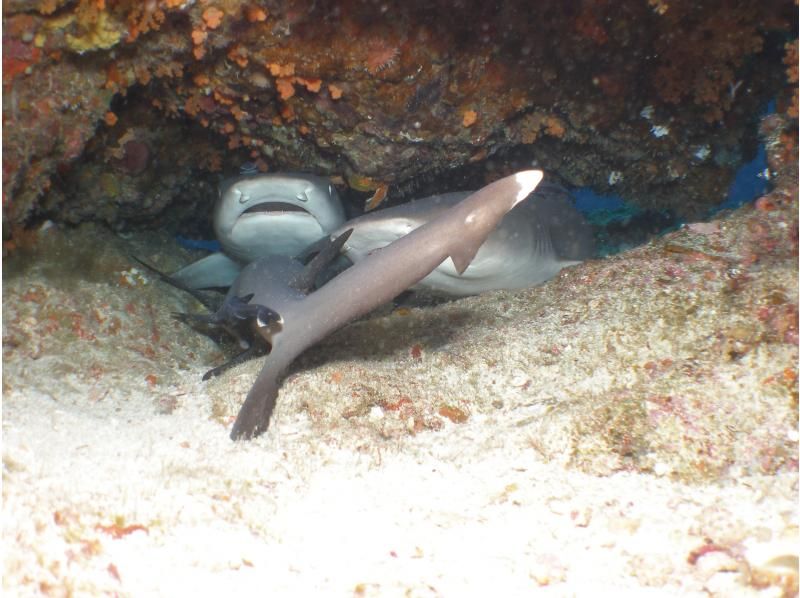 《那覇発・慶良間諸島》本格的な慶良間諸島★レンタル込み・タオル★リクエストベース！2ボートFUNダイブ※1～3月ホエールウォッチ付の紹介画像