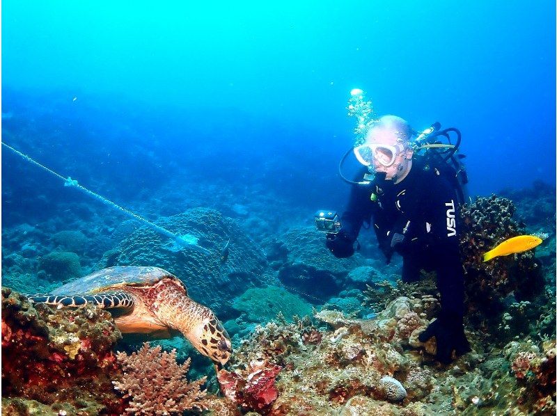《那覇発・慶良間諸島》本格的な慶良間諸島★レンタル込み・タオル★リクエストベース！2ボートFUNダイブ※1～3月ホエールウォッチ付の紹介画像