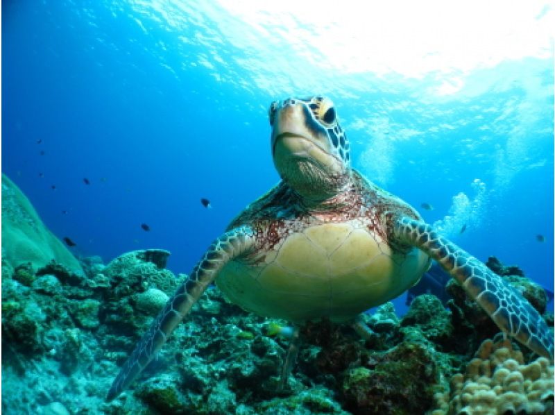 《那覇発・慶良間諸島》本格的な慶良間諸島★レンタル込み・タオル★リクエストベース！2ボートFUNダイブ※1～3月ホエールウォッチ付の紹介画像