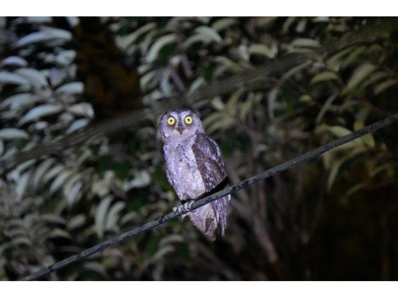 親子でアマミノクロウサギを探そう！家族参加にお得なグループ料金！1組貸切案内！奄美大島クロウサギナイトツアーの紹介画像