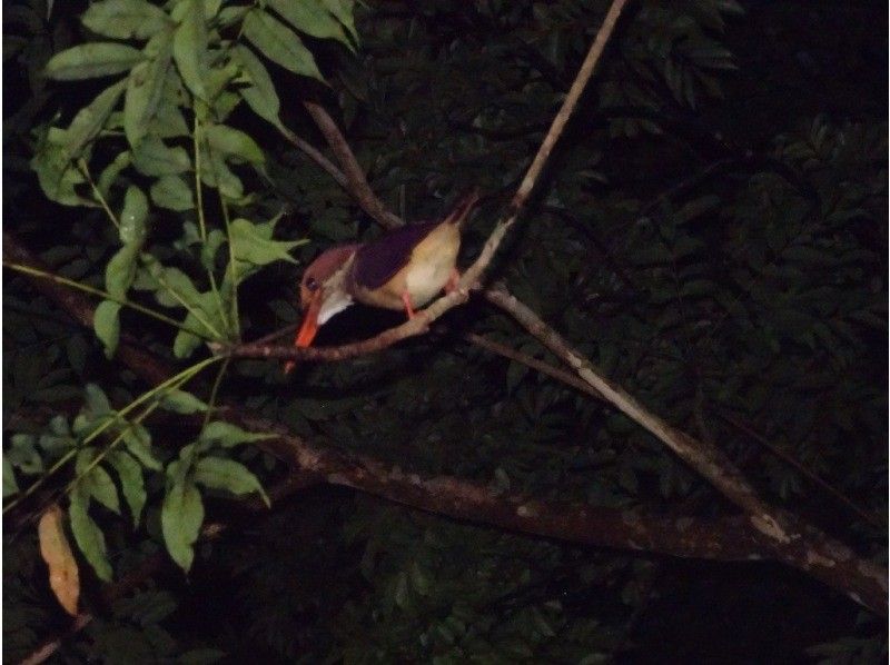 親子でアマミノクロウサギを探そう！家族参加にお得なグループ料金！1組貸切案内！奄美大島クロウサギナイトツアーの紹介画像