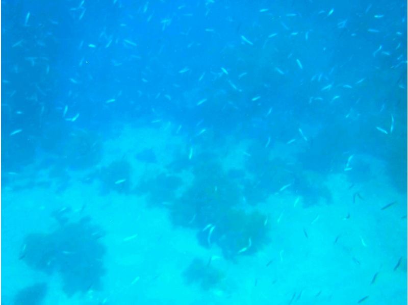 [ชิซูโอกะ/ ชิโมดะ] ประสบการณ์การดำน้ำตื้น(Snorkeling) โดยทางเรือの紹介画像