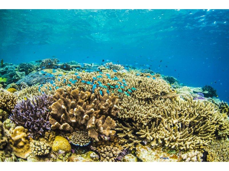 【9月・10月限定】【宜野湾発・慶良間チービシ近海】1日で沖縄の海遊びを満喫・遊びつくす貸切クルーズフルコース！の紹介画像
