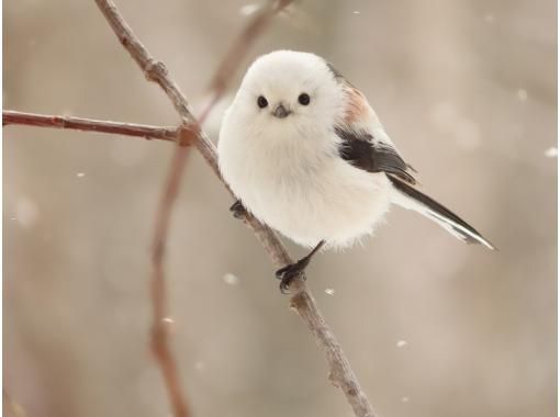 【北海道・札幌スノーシュートレッキング】送迎あり・雪の妖精シマエナガやエゾリスが潜む粉雪の森 or 日本三大夜景「煌めく宝石箱」を臨む雪の丘 【北海道・札幌スノーシュートレッキング】送迎あり・雪の妖精シマエナガやエゾリスが潜む粉雪の森 or 日本三大夜景「煌めく宝石箱」を臨む雪の丘