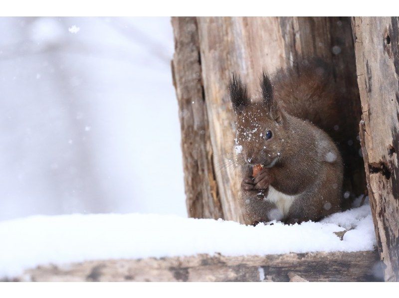 [Hokkaido/Sapporo Snowshoe] A powder snow forest where snow fairies, the long-tailed moth and Ezo squirrel, hide, or a snowy hill overlooking Japan's three major night views, "Glittering Jewel Box"の紹介画像