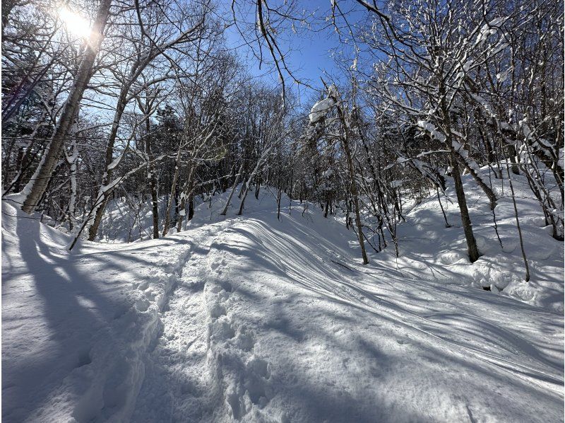 Hokkaido/Sapporo] Powder Snow Forest: See Shimaenaga & Ezo