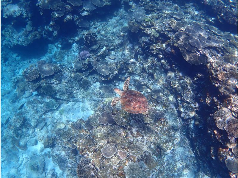 [Okinawa/Zamami] Snorkeling Day trip from Naha, empty-handed! take you to two places by boat!