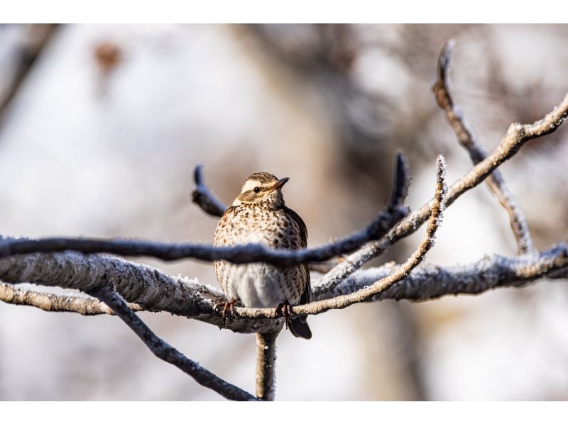 [Hokkaido/ Bihoro Town] Let's go see a white fairy! Bird watching in search of long-tailed titの紹介画像