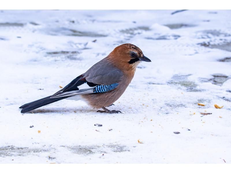 Hokkaido/ Bihoro Town] Let's go see a white fairy! Bird watching