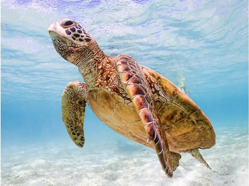 【春休み・GW先取り】宮古島ウミガメシュノーケル《ファミリー・学生》★5歳〜大人まで★高画質写真・動画無料＆手ぶらで参加の紹介画像