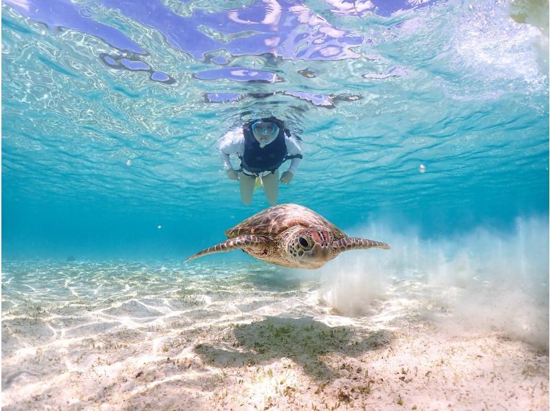 Miyakojima《100% encounter rate》Beginners welcome! [Sea Turtle & Tropical Fish & Coral Snorkel] Smiling staff⭐️Full money back guarantee⭐️Free rental and photos!の紹介画像