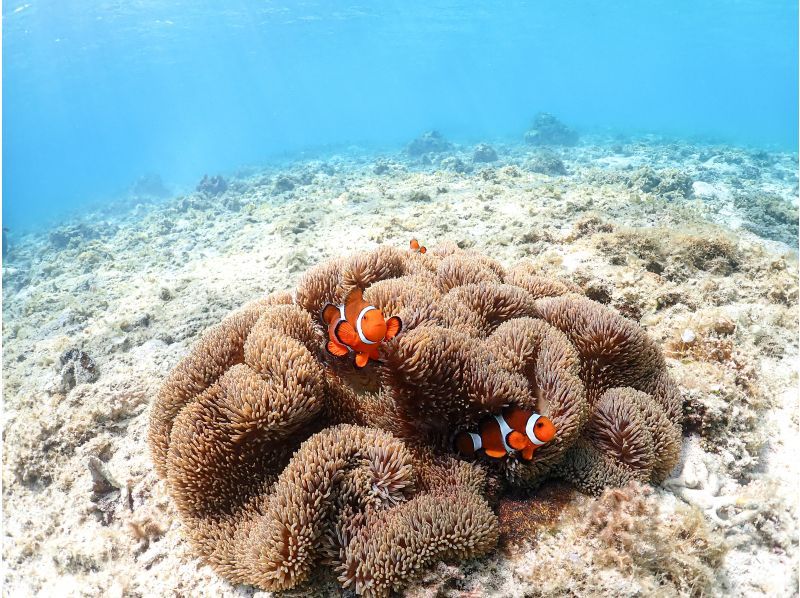 【宮古島ウミガメシュノーケル】《☆冬・雨でも大歓迎！》当日予約OK ! ☆泳ぎレクチャーで安心！レンタル・写真無料！の紹介画像