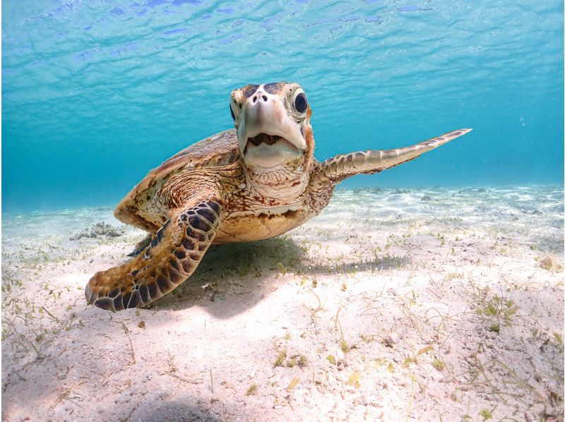 Miyakojima "100% encounter rate" Best value for money! [Sea turtles, tropical fish, and coral snorkeling] Smiling staff ⭐️ Full refund guarantee ⭐️ Free rental and photos!の紹介画像