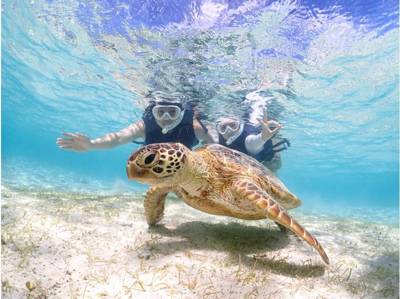 Miyakojima "100% encounter rate" Best value for money! [Sea turtles, tropical fish, and coral snorkeling] Smiling staff ⭐️ Full refund guarantee ⭐️ Free rental and photos!の紹介画像