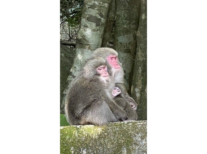 【鹿児島・熊毛郡】奇跡のハートを見に行こう！ウィルソン株ツアー♪初心者にもおすすめ！の紹介画像