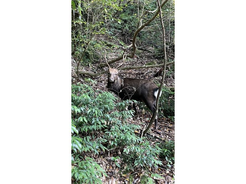【鹿児島・熊毛郡】奇跡のハートを見に行こう！ウィルソン株ツアー♪初心者にもおすすめ！の紹介画像