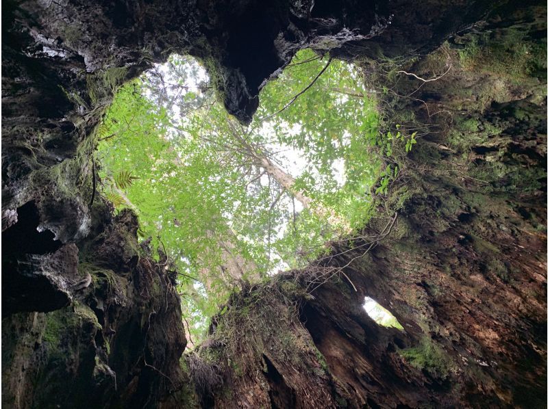 【鹿児島・熊毛郡】奇跡のハートを見に行こう！ウィルソン株ツアー♪初心者にもおすすめ！の紹介画像