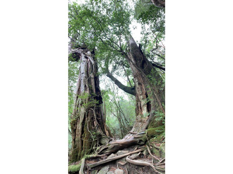 【鹿児島・熊毛郡】奇跡のハートを見に行こう！ウィルソン株ツアー♪初心者にもおすすめ！の紹介画像