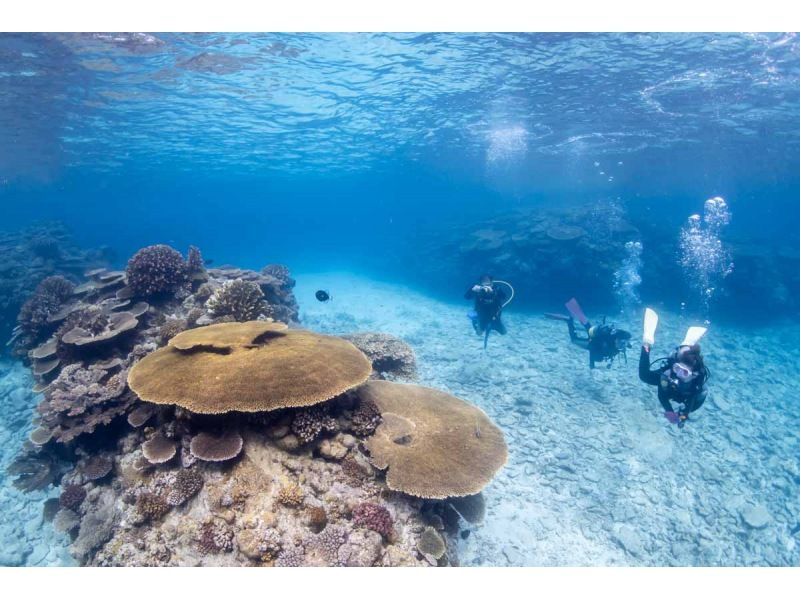 【沖縄・水納島】瀬底島の本部町エリアでファンダイビング (2ボートダイブ)の紹介画像