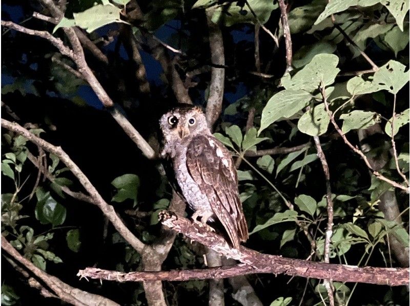 A wildlife night tour to search for Amami rabbits! Head to the forest roads of Amami Oshima at night with a guide! Recommended for families with children!の紹介画像