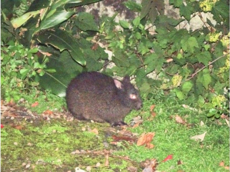 アマミノクロウサギを探すワイルドライフナイトツアー！認定ガイドと奄美大島の夜の林道へ！子供がいるフォミリーにおすすめ！の紹介画像