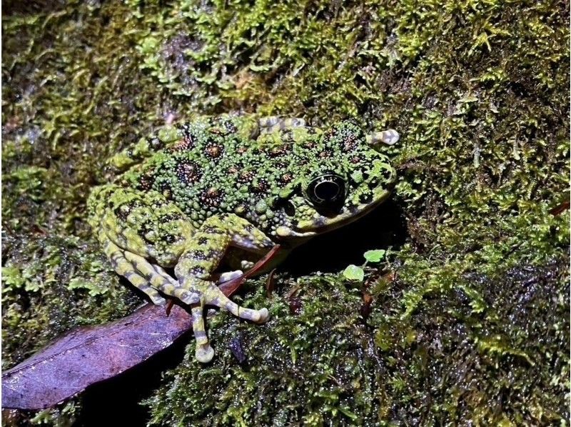 A wildlife night tour to search for Amami rabbits! Head to the forest roads of Amami Oshima at night with a guide! Recommended for families with children!の紹介画像