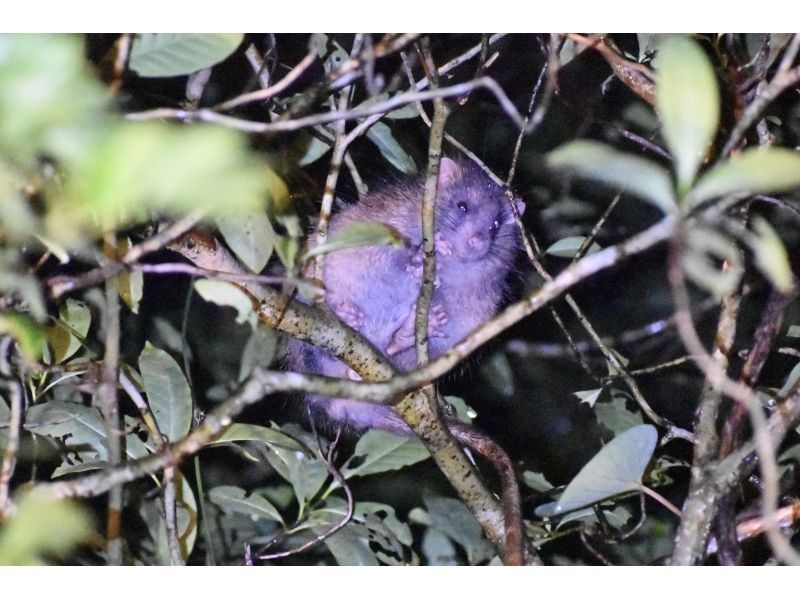 【鹿児島・奄美大島】少人数でお得なワイルドライフナイトツアー！島内全域送迎！3名以下なら料金がお得！