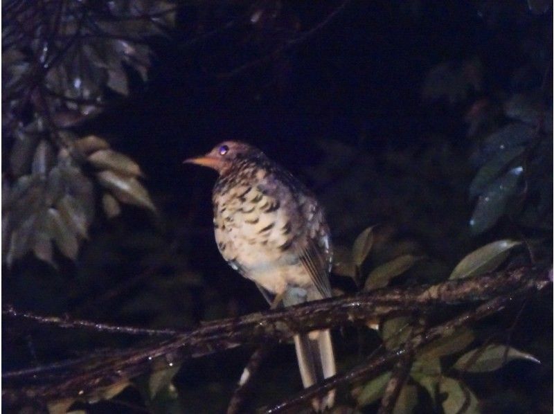 Spring sale now on! Go to the forest roads of Amami Oshima at night with a certified guide! Wildlife night tour! Pick-up available all over the island! Private tour for families!の紹介画像