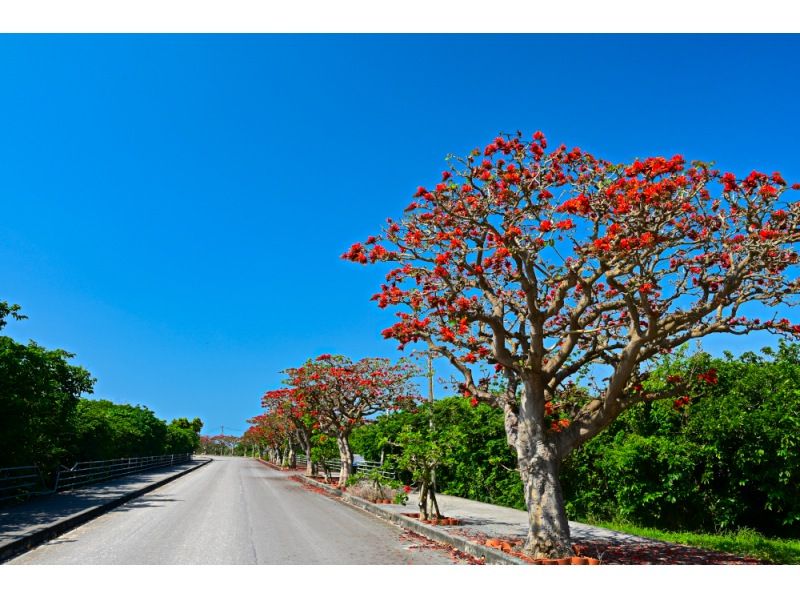 【滝トレ＋竹富2島めぐり】西表島滝トレッキング（またはキャニオニング）＋選べる竹富島観光＜7時間～／昼食付／E-1T＞の紹介画像