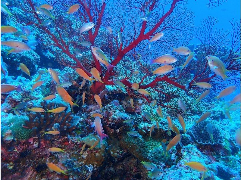 早期予約割引！！《那覇発・ケラマ日帰り》ケラマ1日ボートファンダイビング　キャンペーン　2ＤＩＶＥ（器材レンタル無料・那覇市内送迎）の紹介画像