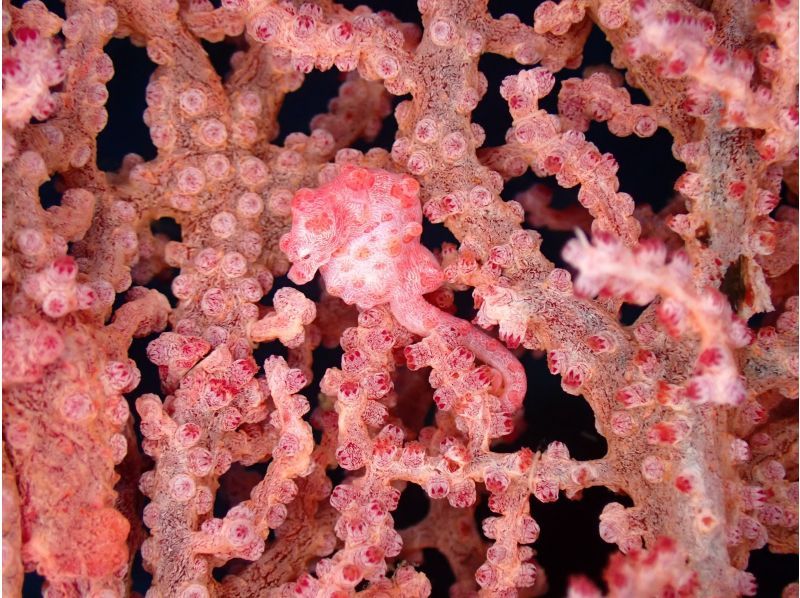 早期予約割引！！《那覇発・ケラマ日帰り》ケラマ1日ボートファンダイビング　キャンペーン　2ＤＩＶＥ（器材レンタル無料・那覇市内送迎）の紹介画像