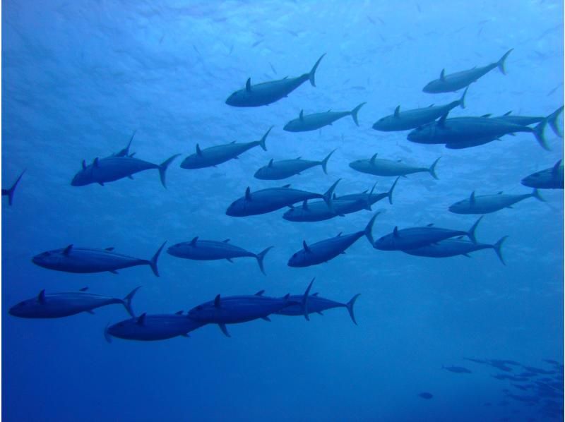 早期予約割引！！《那覇発・ケラマ日帰り》ケラマ1日ボートファンダイビング　キャンペーン　2ＤＩＶＥ（器材レンタル無料・那覇市内送迎）の紹介画像