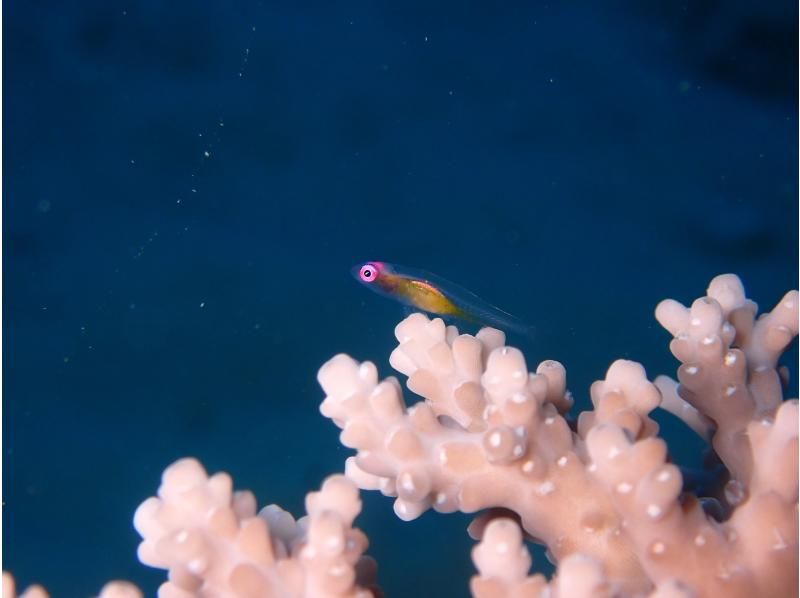 早期予約割引！！《那覇発・ケラマ日帰り》ケラマ1日ボートファンダイビング　キャンペーン　2ＤＩＶＥ（器材レンタル無料・那覇市内送迎）の紹介画像