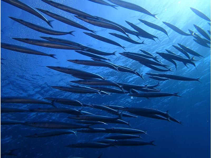 早期予約割引！！《那覇発・ケラマ日帰り》ケラマ1日ボートファンダイビング　キャンペーン　2ＤＩＶＥ（器材レンタル無料・那覇市内送迎）の紹介画像