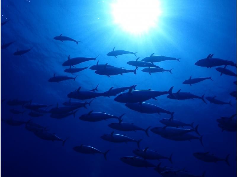 早期予約割引！！《那覇発・ケラマ日帰り》ケラマ1日ボートファンダイビング　キャンペーン　2ＤＩＶＥ（器材レンタル無料・那覇市内送迎）の紹介画像