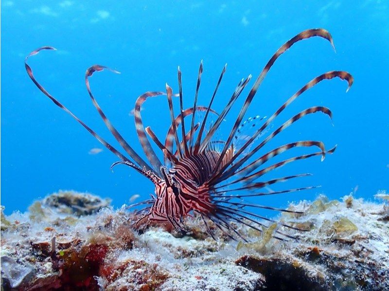 早期予約割引！！《那覇発・ケラマ日帰り》ケラマ1日ボートファンダイビング　キャンペーン　2ＤＩＶＥ（器材レンタル無料・那覇市内送迎）の紹介画像