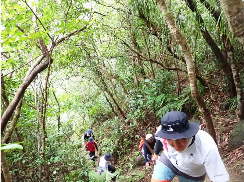 【沖縄・西表島】少人数でピナイサーラの滝のマングローブカヌー＆滝上の絶景＆滝壺遊びも楽しめる大満喫ツアー（昼食＆おやつ付）