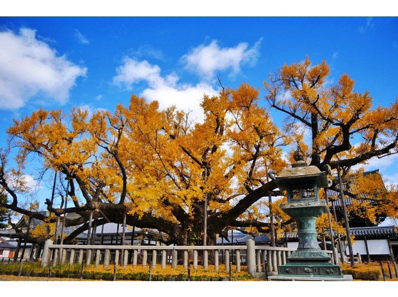 黄金の京都】大銀杏の落ち葉狩りツアー ～紅葉さん！ちょっと待って
