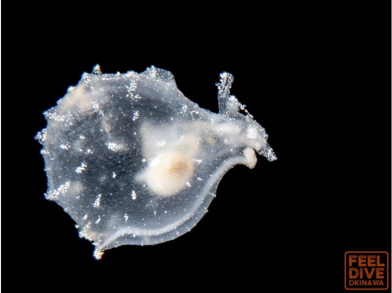 【夜の海も楽しもう！】本部町でナイトダイビング！一度で良いから見てみたい不思議な夜の海のなか♪の紹介画像