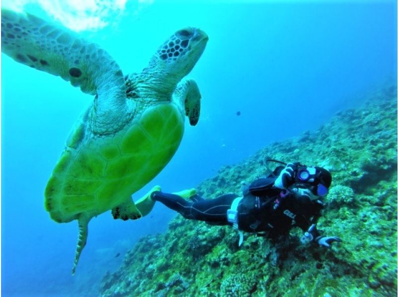 Spring sale underway [Okinawa/Ishigaki Island] Underwater view ☆ Fun 2 diving (license required) ``Manta rays and sea turtles'' lunch included ★ Equipment included! Midfielderの紹介画像