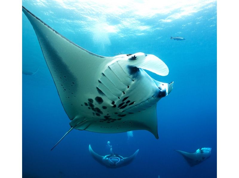 [Okinawa, Ishigaki Island] Underwater view ☆ Fun 2 Diving (license required) "Manta Rays and Sea Turtles" Lunch included ★ Equipment included! Free pick-up and drop-off! MF②の紹介画像