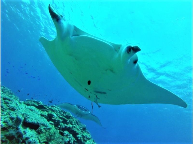 [Okinawa, Ishigaki Island] Underwater view ☆ Fun 2 Diving (license required) "Manta Rays and Sea Turtles" Lunch included ★ Equipment included! Free pick-up and drop-off! MF②の紹介画像