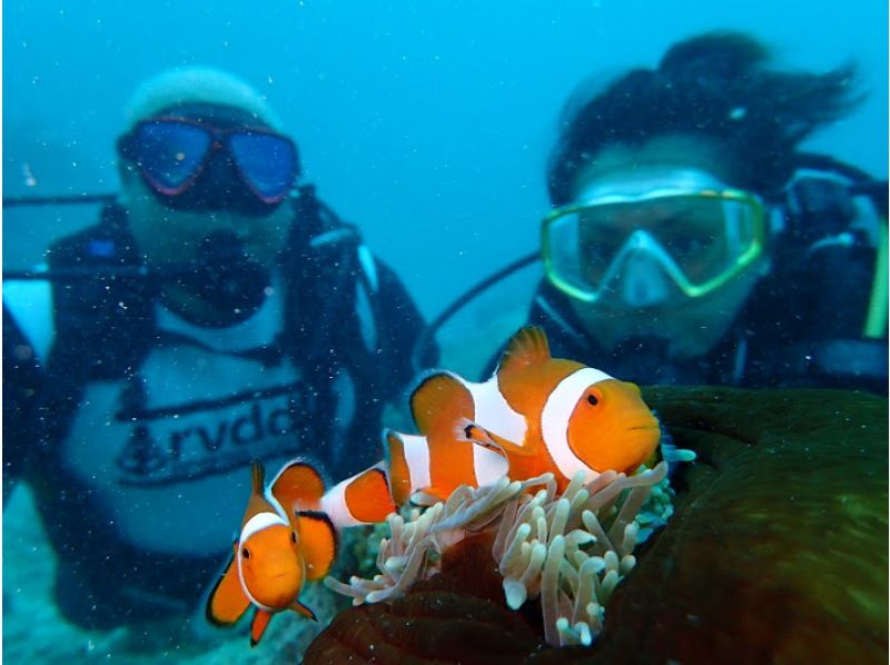 [Okinawa, Ishigaki Island] Underwater view ☆ Fun 2 Diving (license required) "Manta Rays and Sea Turtles" Lunch included ★ Equipment included! Free pick-up and drop-off! MF②の紹介画像