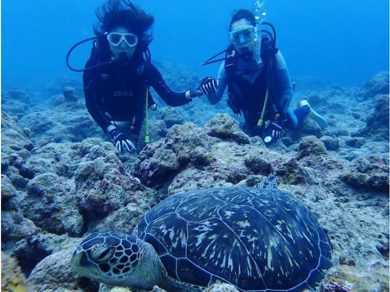 [Okinawa, Ishigaki Island] Underwater view ☆ Fun 2 Diving (license required) "Manta Rays and Sea Turtles" Lunch included ★ Equipment included! Free pick-up and drop-off! MF②の紹介画像