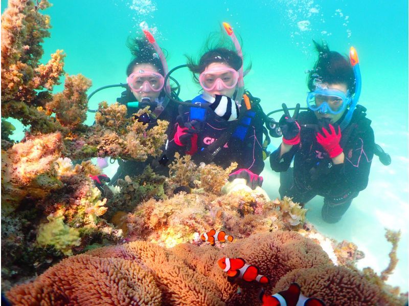 [Okinawa, Ishigaki Island] Underwater view ☆ Fun 2 Diving (license required) "Manta Rays and Sea Turtles" Lunch included ★ Equipment included! Free pick-up and drop-off! MF②の紹介画像