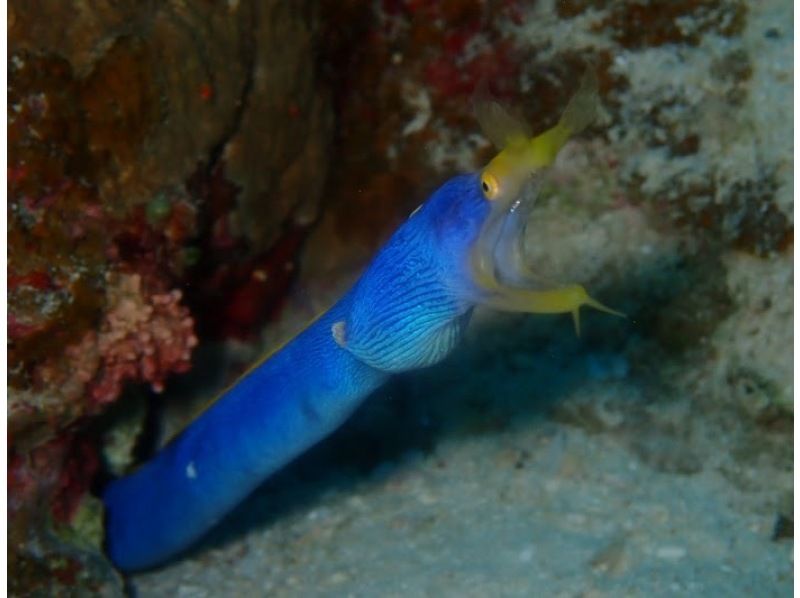 [Okinawa, Ishigaki Island] Underwater view ☆ Fun 2 Diving (license required) "Manta Rays and Sea Turtles" Lunch included ★ Equipment included! Free pick-up and drop-off! MF②の紹介画像