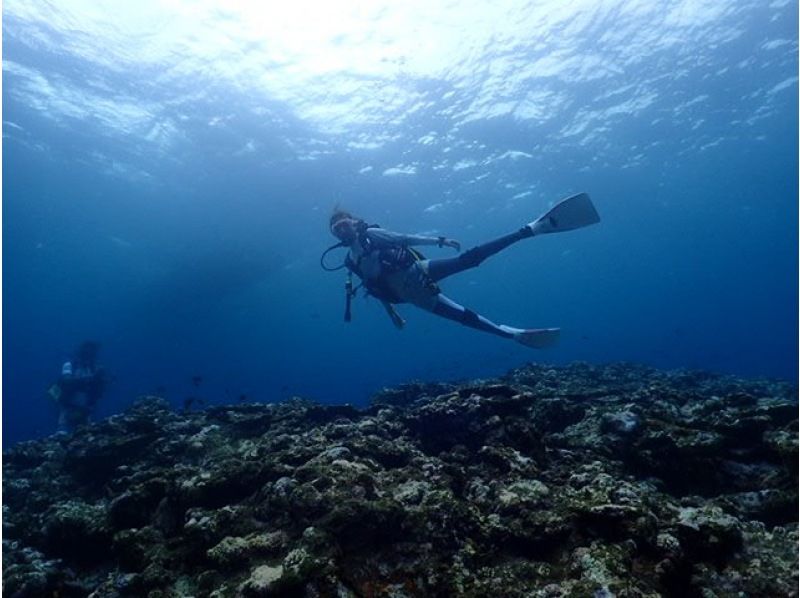 [Okinawa, Ishigaki Island] Underwater view ☆ Fun 2 Diving (license required) "Manta Rays and Sea Turtles" Lunch included ★ Equipment included! Free pick-up and drop-off! MF②の紹介画像