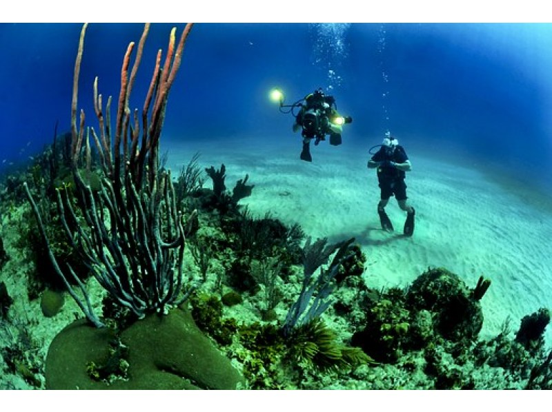 [Okinawa, Ishigaki Island] Underwater view ☆ Fun 2 Diving (license required) "Manta Rays and Sea Turtles" Lunch included ★ Equipment included! Free pick-up and drop-off! MF②の紹介画像