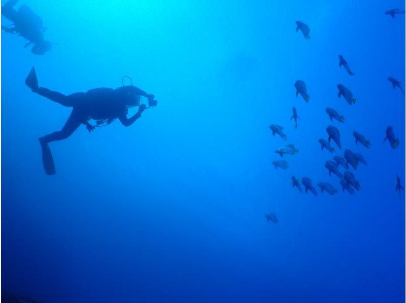 [Okinawa, Ishigaki Island] Underwater view ☆ Fun 2 Diving (license required) "Manta Rays and Sea Turtles" Lunch included ★ Equipment included! Free pick-up and drop-off! MF②の紹介画像