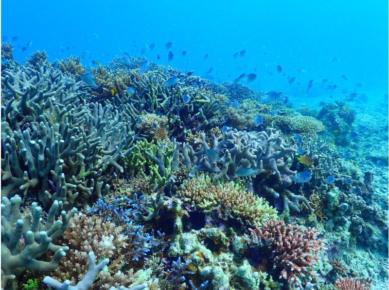 [Okinawa, Ishigaki Island] Underwater view ☆ Fun 2 Diving (license required) "Manta Rays and Sea Turtles" Lunch included ★ Equipment included! Free pick-up and drop-off! MF②の紹介画像